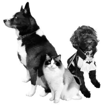 Arley, Apollo & Holly