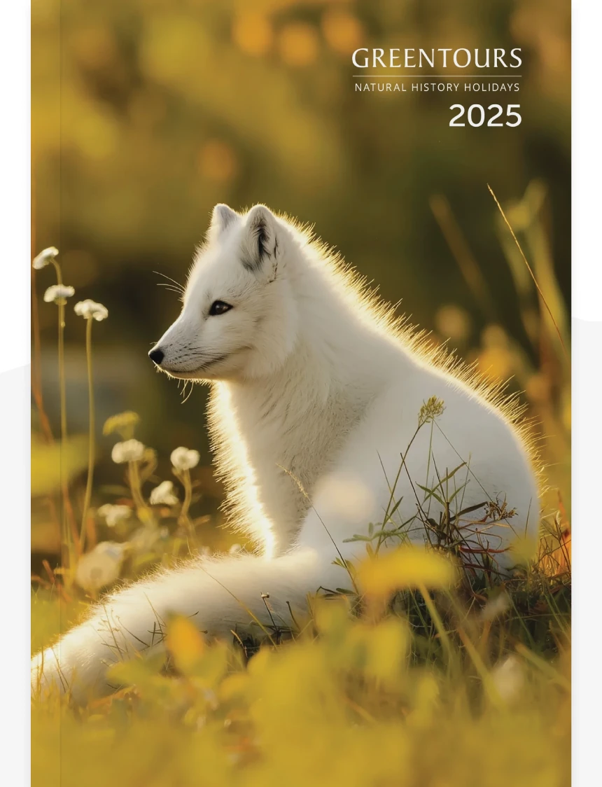 Greentours Brochure Illustration