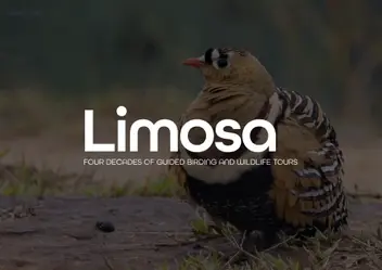 Limosa Holidays logo