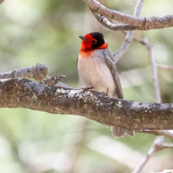 A small songbird with a red crown perched on a slender branch.