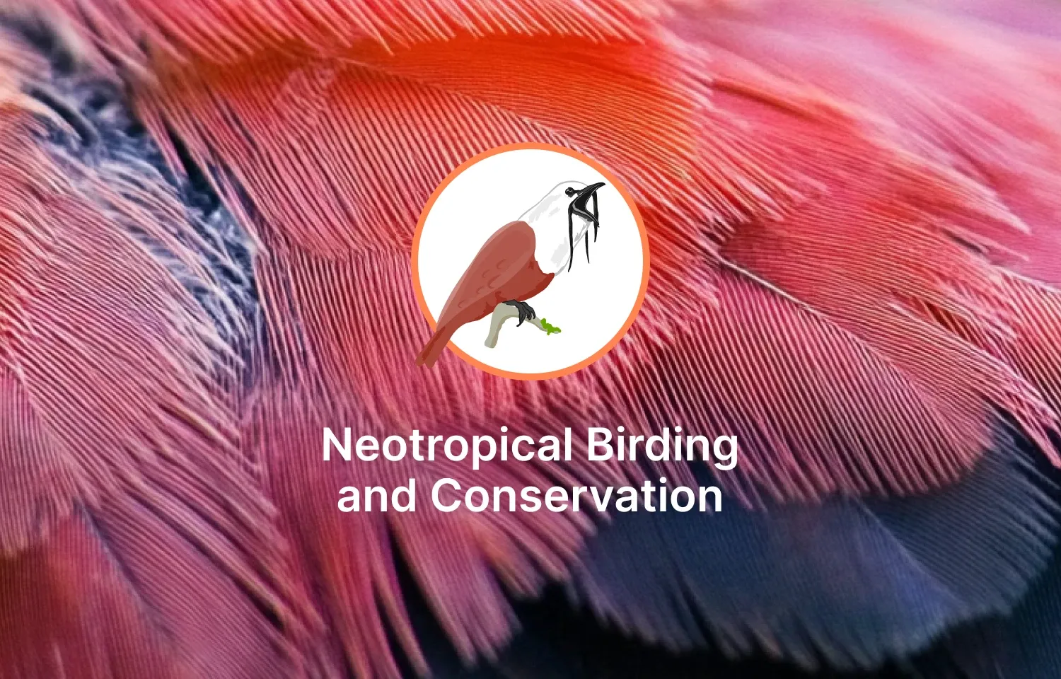 Accent Sponsors Neotropical Birding and Conservation