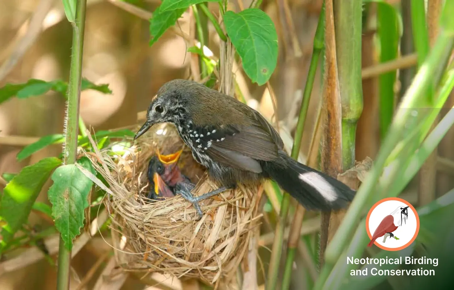 Supporting Conservation Across the Neotropics