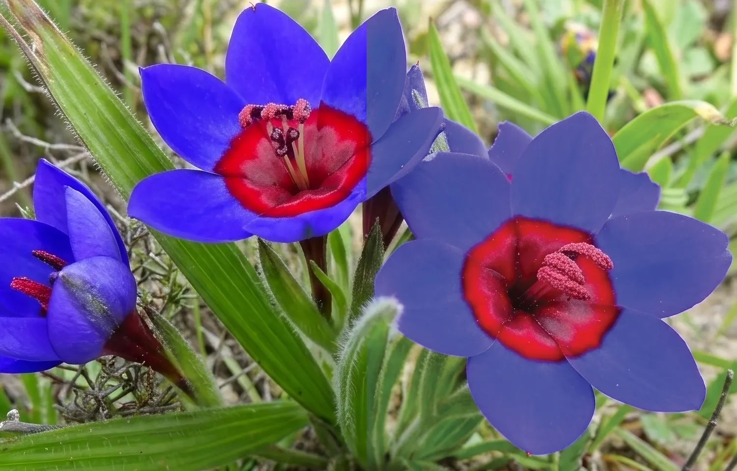 Split comparison of a blue Babiana rubrocyanea flower: the left half in vivid violet-blue as it appears in sRGB, the right half noticeably duller and greyer after conversion to CMYK.